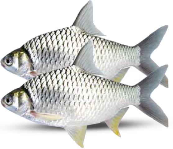 Premium Puti Fish - 1Kg