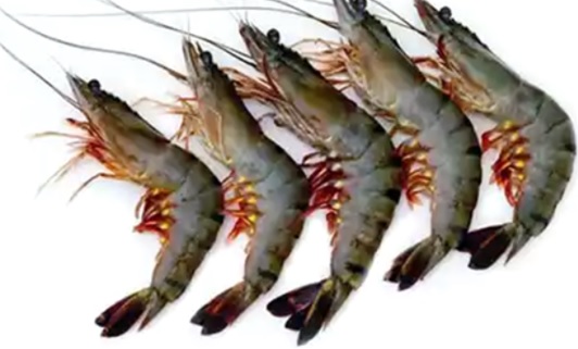 Bagda Chingri - Small - 1 Kg